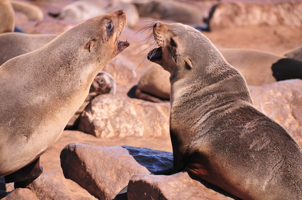 Les otaries à fourrure de Swapokmund