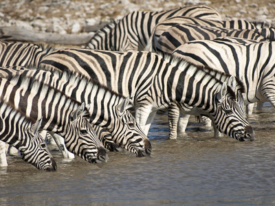 Les zèbres de la réserve d'Etosha en Namibie