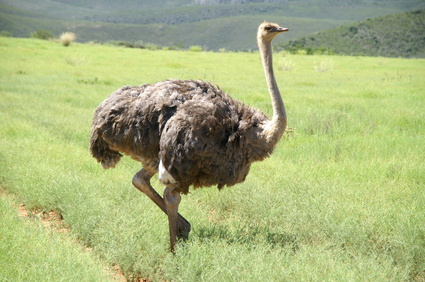 Elevage d'autruchesau Petit Karoo