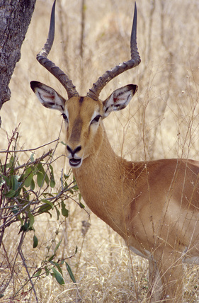 Impala du Park Kruger - Afrique du Sud