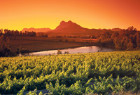 Vignoble Sud-Africain- Hermanus