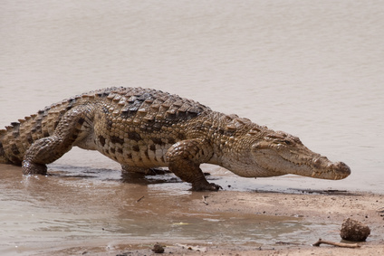 Un croodile sacré du Burkina Faso