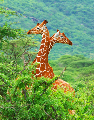 Les girafes de la reserve de  Samburu au Kenya