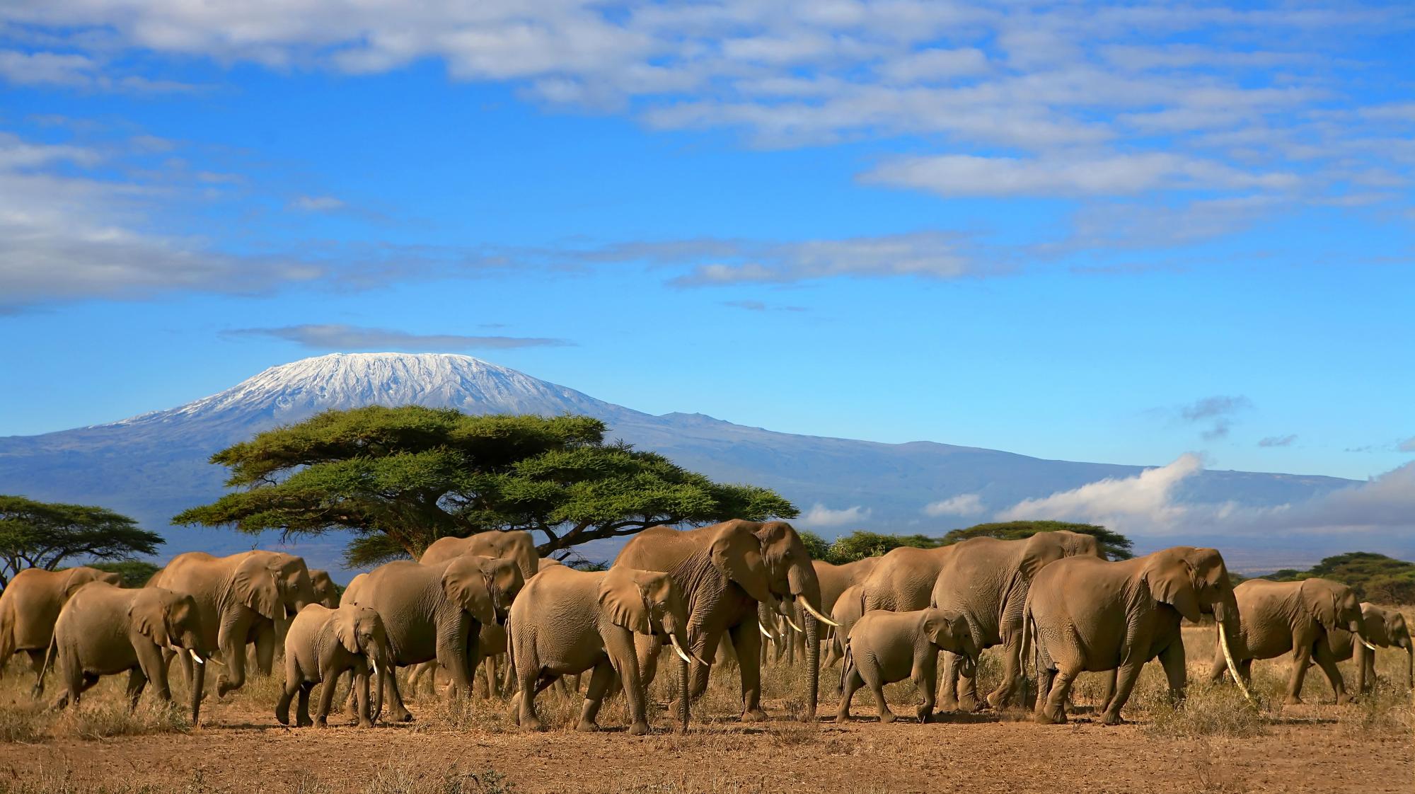 Une famille d'éléphants passent devant le Kilimandjaro - Kenya