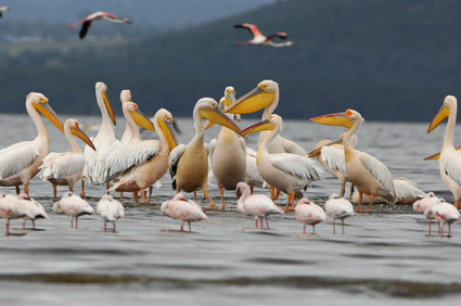 Pélicans blancs du Lac Nakuru - Kenya