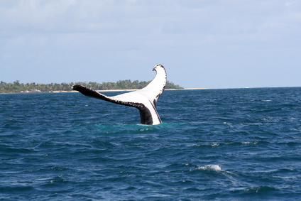Une baleine à bosse, fréquente à Madagascar