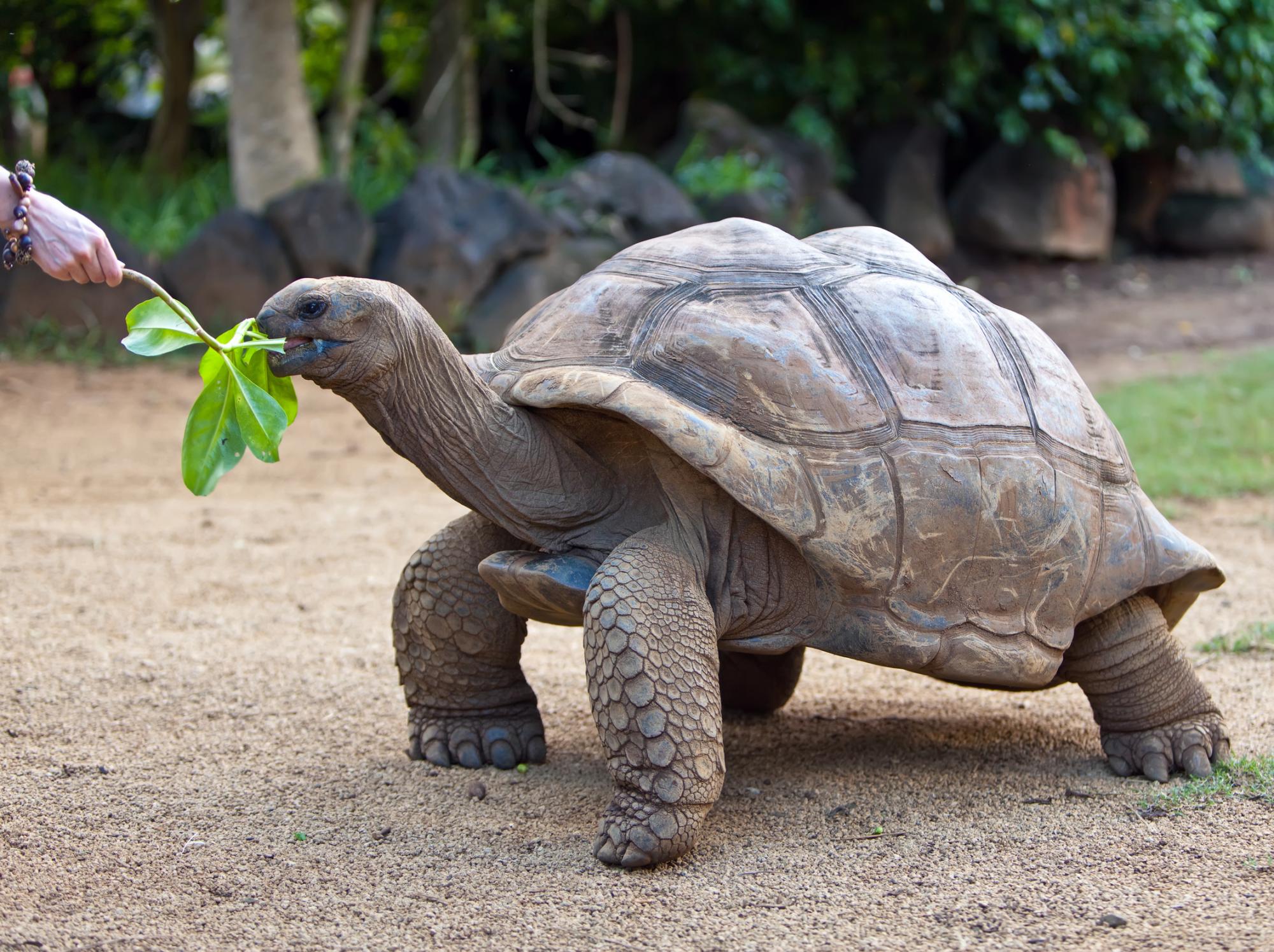 Tortue des Seychelles