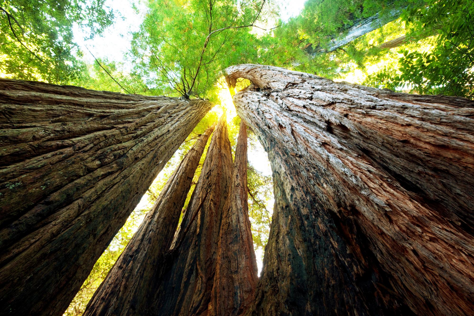 La forêt de Yosemite National Park