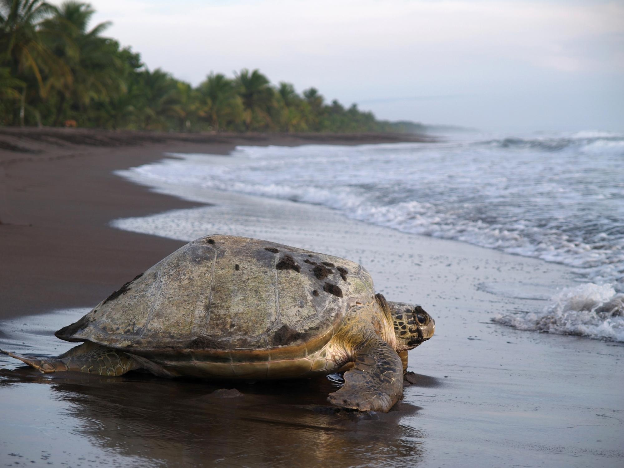 Tortue du Parc Cahuita dans la province de Limon - Costa Rica