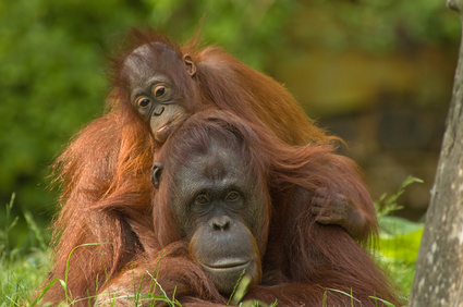 Orangs-Outans, poarc national de Sumatra en Indonésie