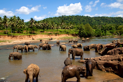 Orphelinat des éléphants de Pinnawela