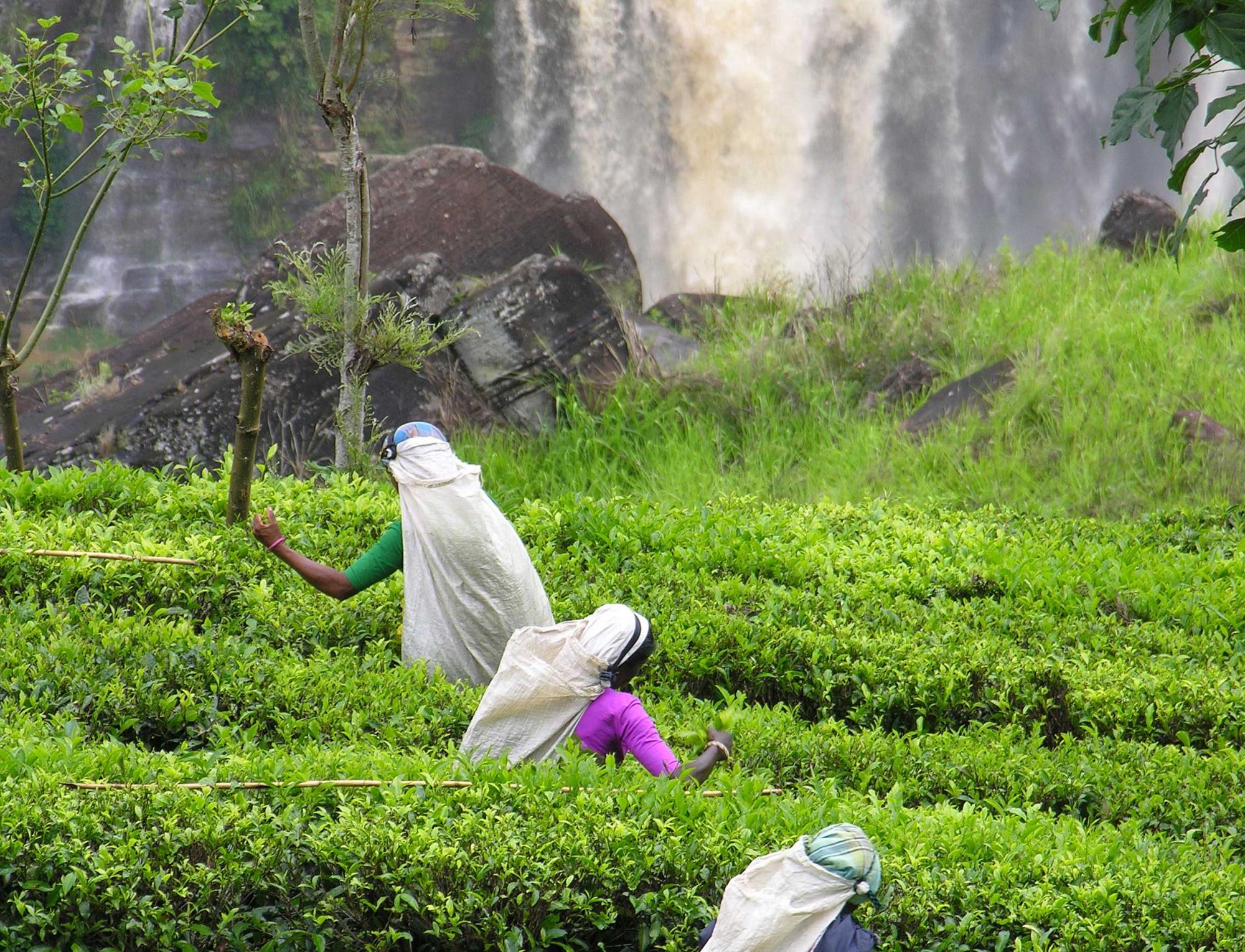 Plantation de thé au Sri Lanka